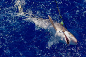 13歳の男の子が釣り上げた獲物