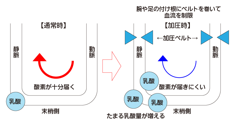 東大ドクター 森田敏宏医師推薦 短時間 低負荷で筋力upできる加圧トレーニング 日刊サンｗｅｂ ニュース 求人 不動産 美容 健康 教育まで ハワイで役立つ最新情報がいつでも読めます