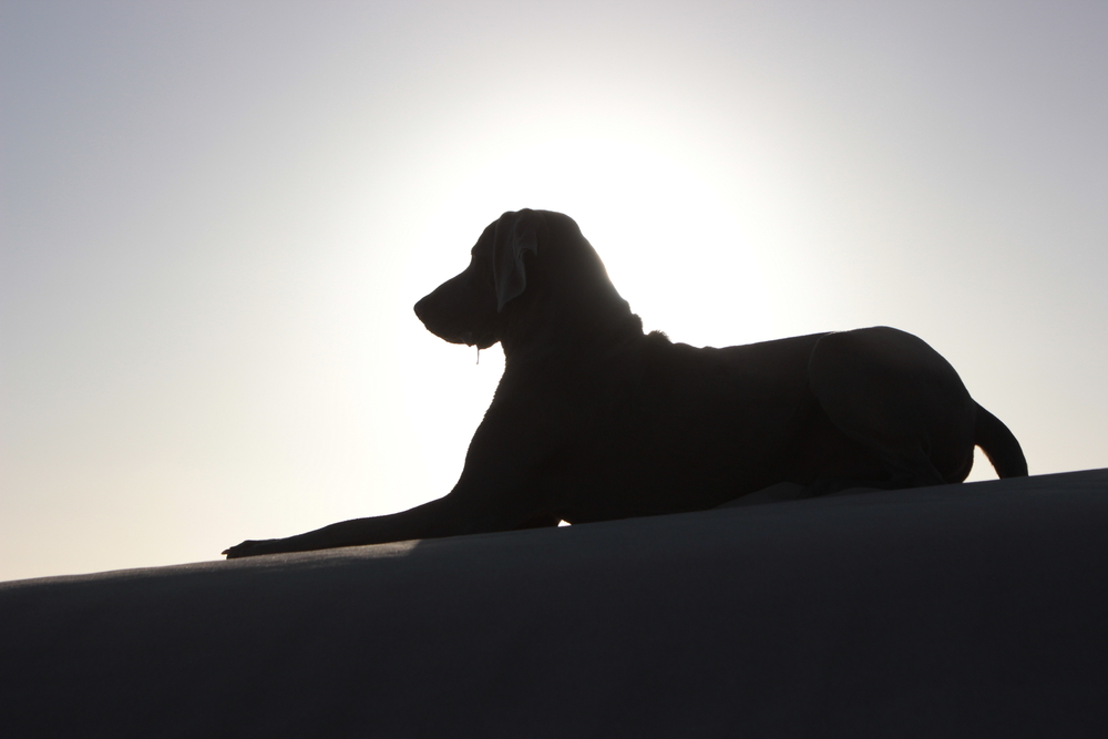 シェルターの保護犬猫 本土へ 日刊サンｗｅｂ ニュース 求人 不動産 美容 健康 教育まで ハワイで役立つ最新情報がいつでも読めます