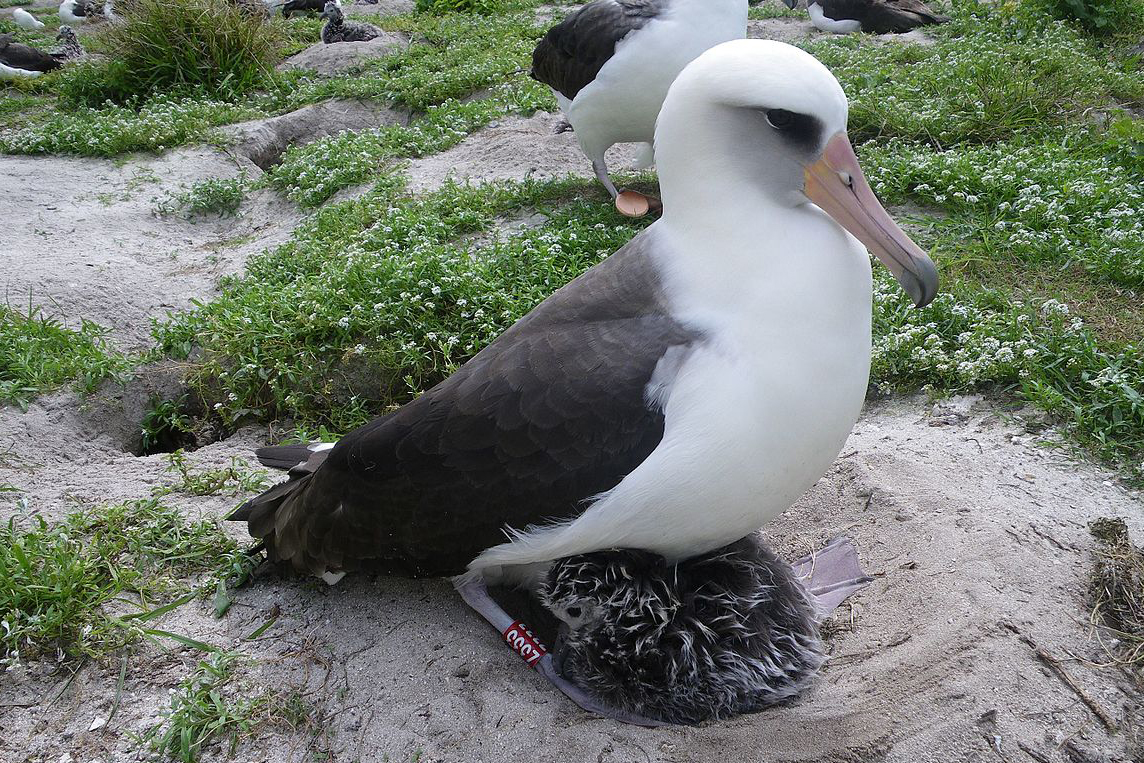 ハワイニュース パパハナウモクアケアに激しい嵐 多数の海鳥が犠牲に