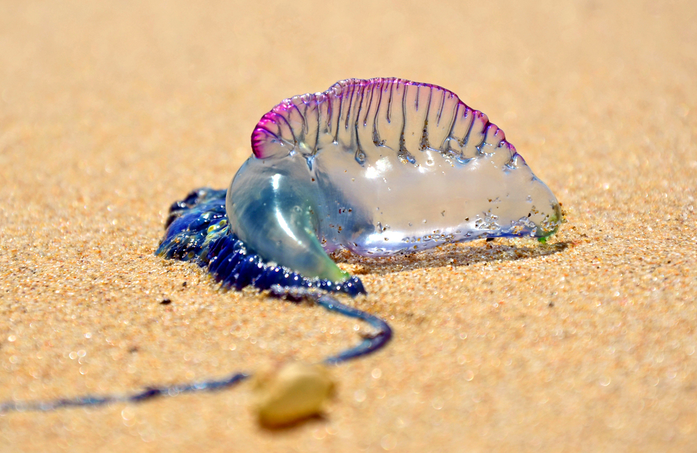 ハワイニュース】ハワイにいる9種の怖くて奇妙な生き物とは？