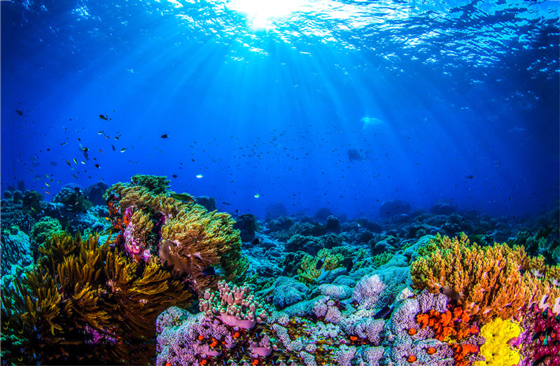 サンゴ修復養育所 サンゴ礁の治癒を加速 ハワイのローカルニュースは日刊サンｗｅｂ